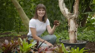 The Garden Gurus - Creating a Bromeliad Tree