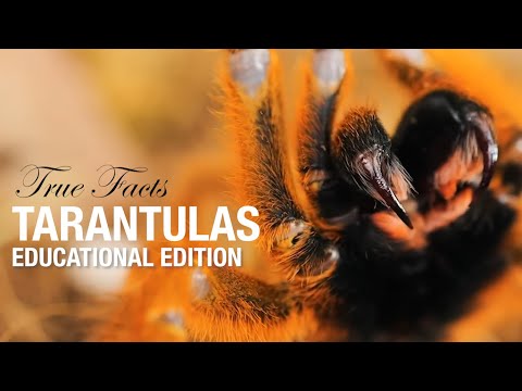 True Facts Tarantulas : Educational Edition