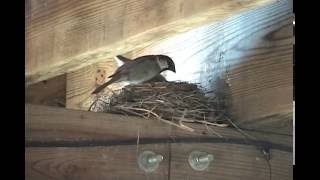 House Sparrows killing robins (eggs)