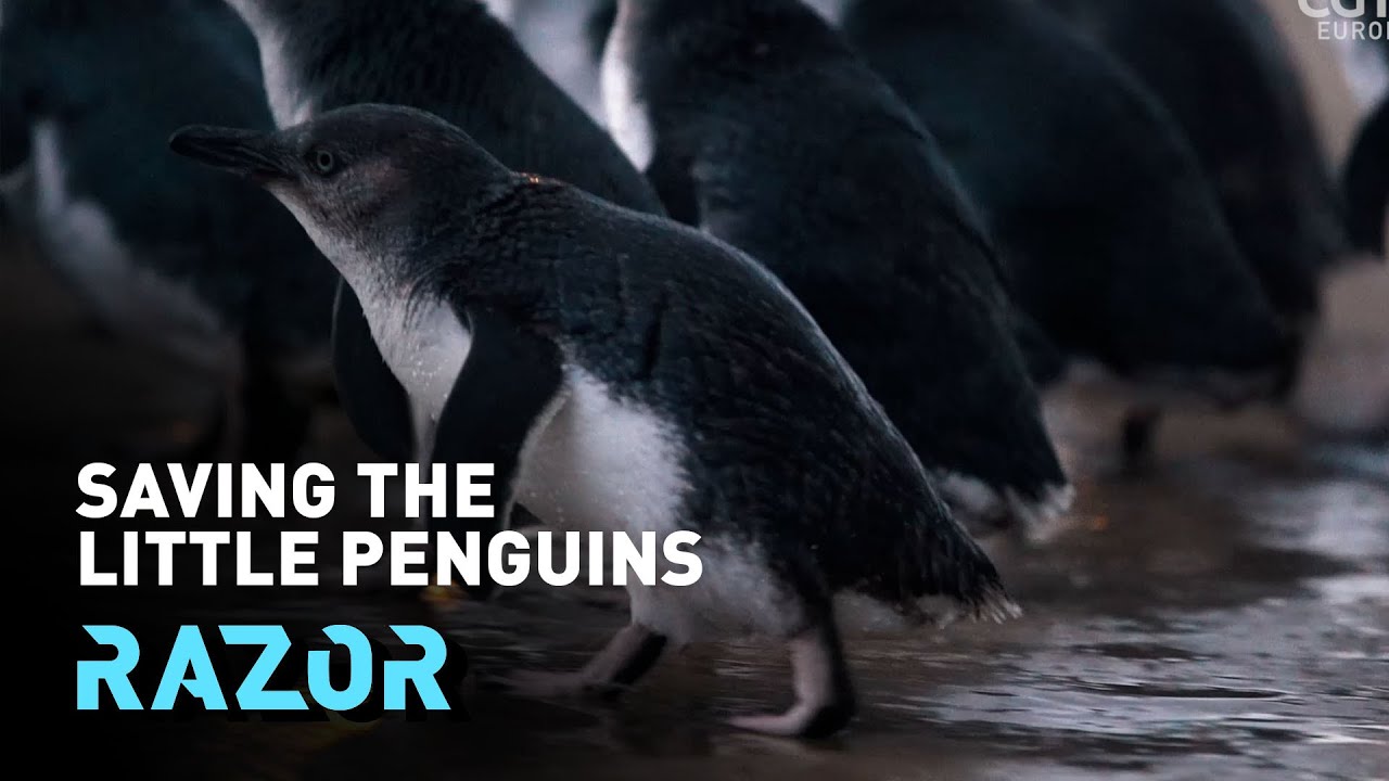 Saving the little penguin to protect the whole ecosystem - 