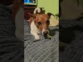 Jack🐶😁#dog #jackrussellterrier #песдюк