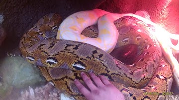 Saying hello to three big reticulated pythons