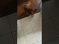 Doggo Video