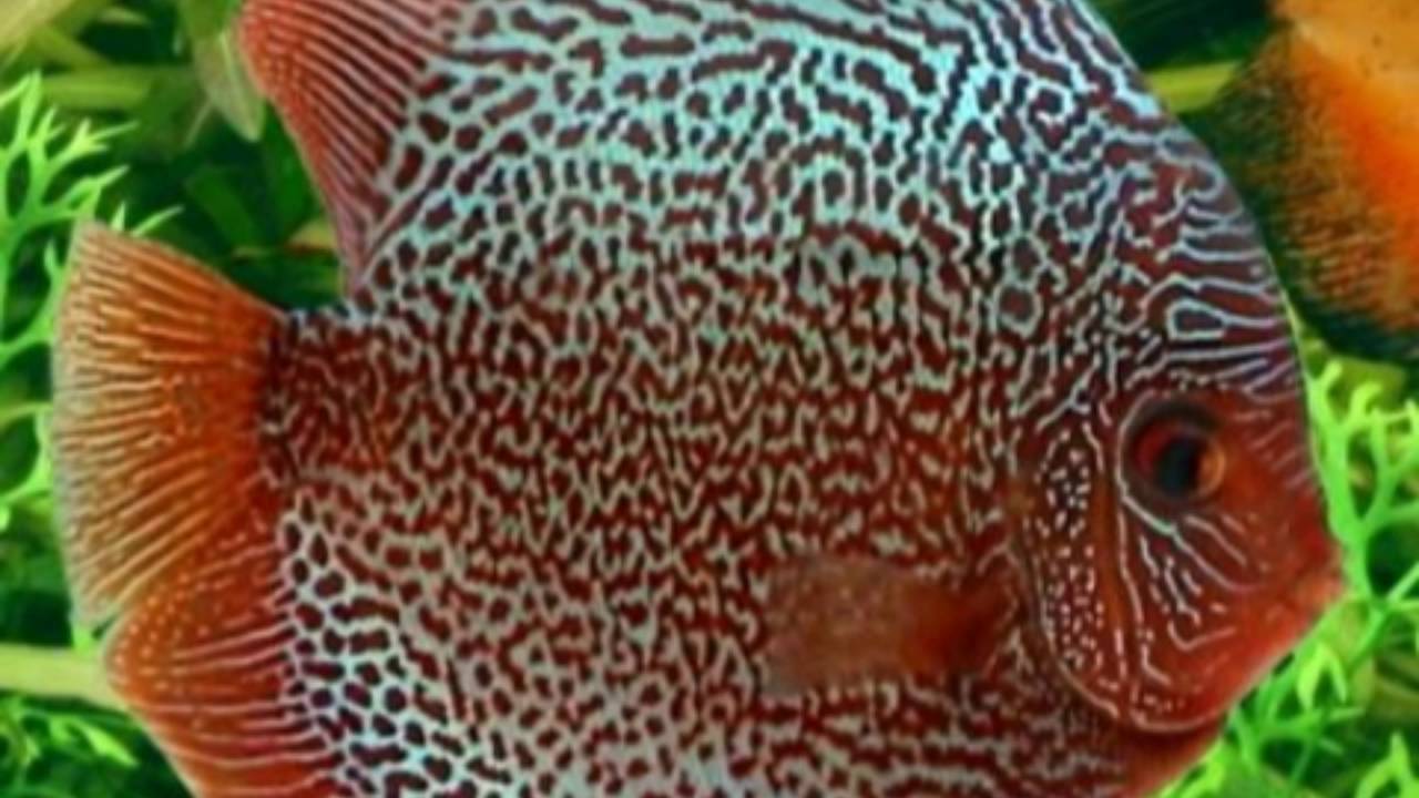 Top 5 des poissons d'eau chaude YouTube — free download