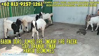 Kambing etawa babon doro cempe economies fre pacek spek alusan borongan harga 1.500