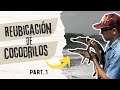 Reintegración de cocodrilos y serpientes parte 1 | Rescate y reubicación de herpetofauna mexicana.
