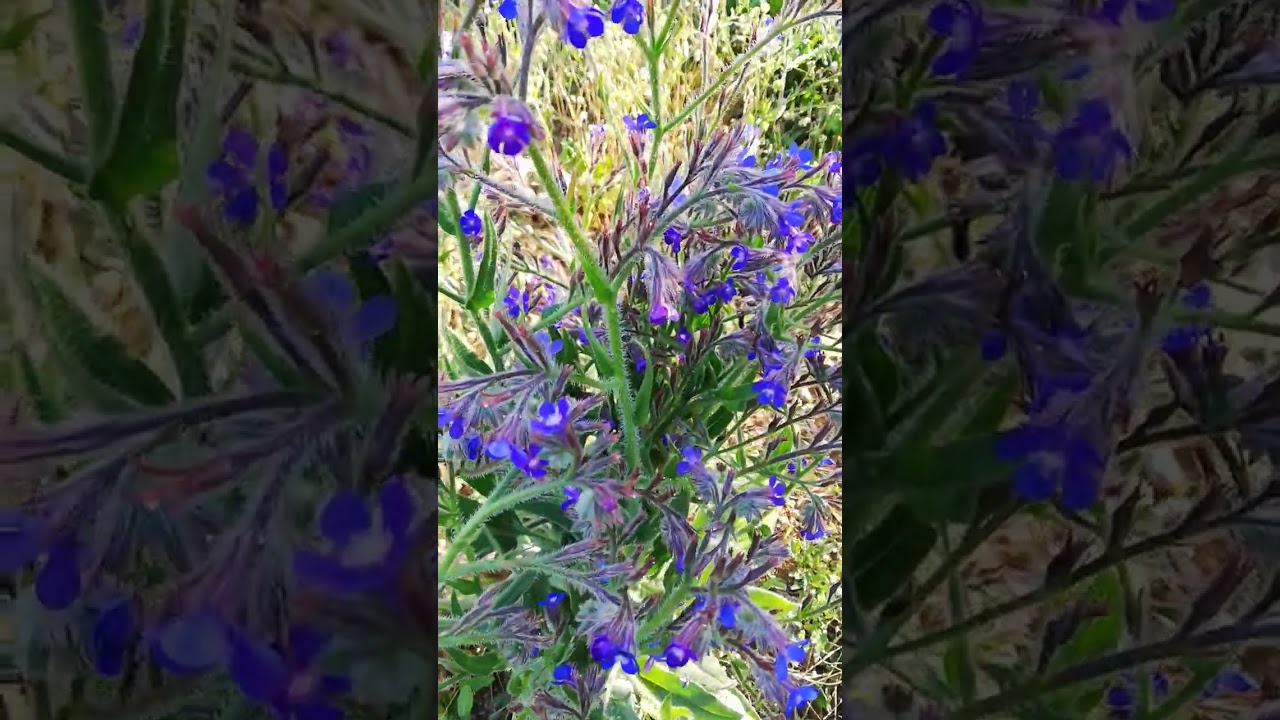 Anchusa azurea(sığır dili) 