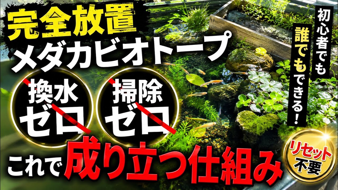 メダカ飼育】初心者が屋外で1年間換水ゼロ、掃除ゼロ、完全放置できる