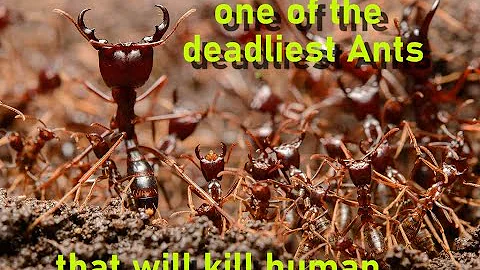 African driver ants that kill anything in it way