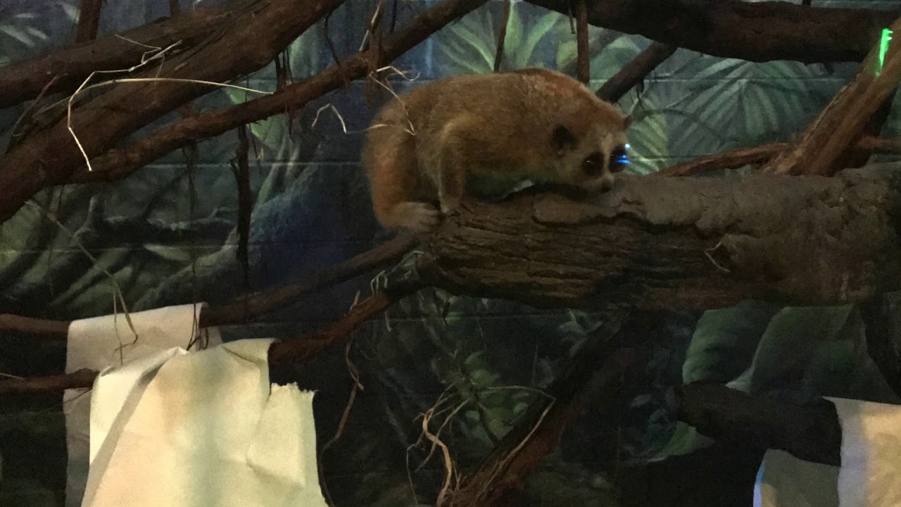 Pygmy Slow Lorises at the Columbus Zoo YouTube