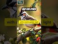 🌟🐦Iqbal's Poetic World|Inspire & Create by Afs Jabeen|#shortsfeed #viral#youtubserch#firefly#bulbull