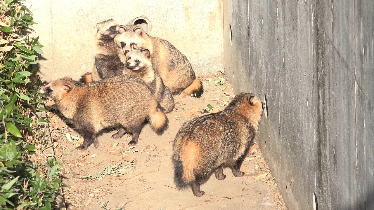 寒い冬は、みんなで日向ぼっこします。 たぬき タヌキ raccoon dog