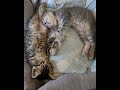 【夢見る子猫たちの夢物語】可愛すぎて笑いが止まらない