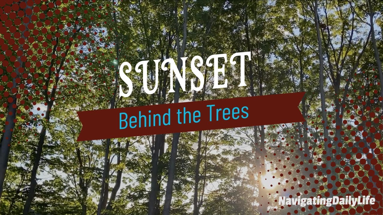Sunset Behind the Trees: Calming Views to Relaxing Acoustic Guitars