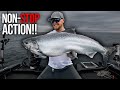 INSANE Salmon Bite on Lake Michigan! (NON STOP Action!!)