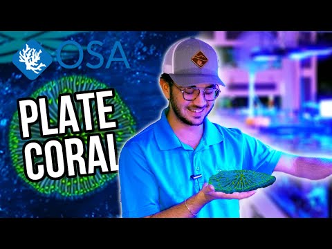 What are Plate Corals? | What is a Coral with Eli