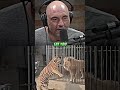 Would You Survive a Bear or a Tiger Attack?