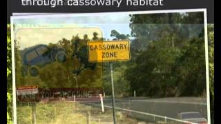 Threats to the endangered Cassowary.wmv