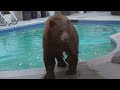 Black bear visits pool at dusk