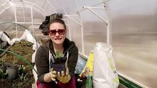 видео: 1 апреля ВЫСАЖИВАЮ КАБАЧКИ И ОГУРЦЫ НА РАННИЙ УРОЖАЙ | ЗАЧЕМ ВЫРАЩИВАЮ СОРНЯКИ картинка: 1 апреля ВЫСАЖИВАЮ КАБАЧКИ И ОГУРЦЫ НА РАННИЙ УРОЖАЙ | ЗАЧЕМ ВЫРАЩИВАЮ СОРНЯКИ