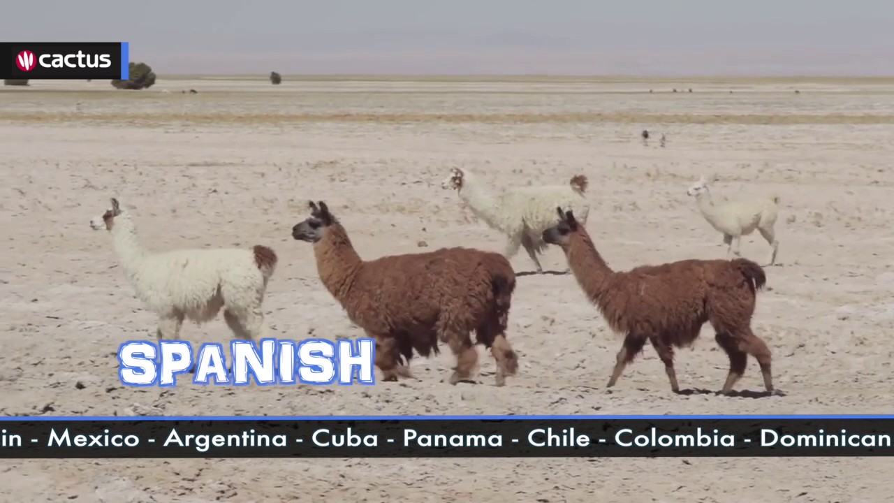 Spanish Language Courses Across the World – Learn Spanish with Cactus ...