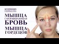 КАК УБРАТЬ МЕЖБРОВКУ.  МЫШЦА СМОРЩИВАЮЩАЯ БРОВЬ