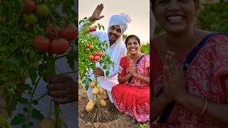 এটা টমাটম আলু গাছ🙂 #aishorts #shorts #aiviral #aivideo #plssupportmychannel 🙏