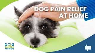 Dog Pain Relief at Home: Game-Changing Devices | Dr. Erica Ancier