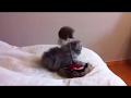 persian kittens  precious persian kittens – cutest baby persian  cat videos