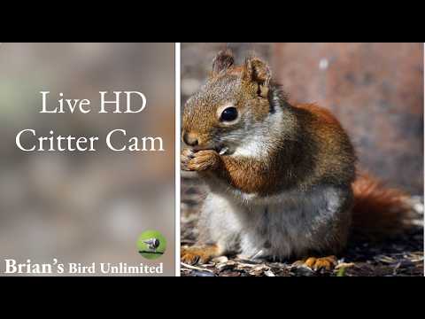 Ohio Critter Feeder Cam live cam preview