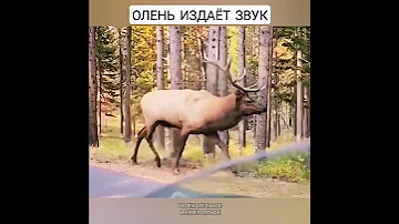 Олень издаёт звук