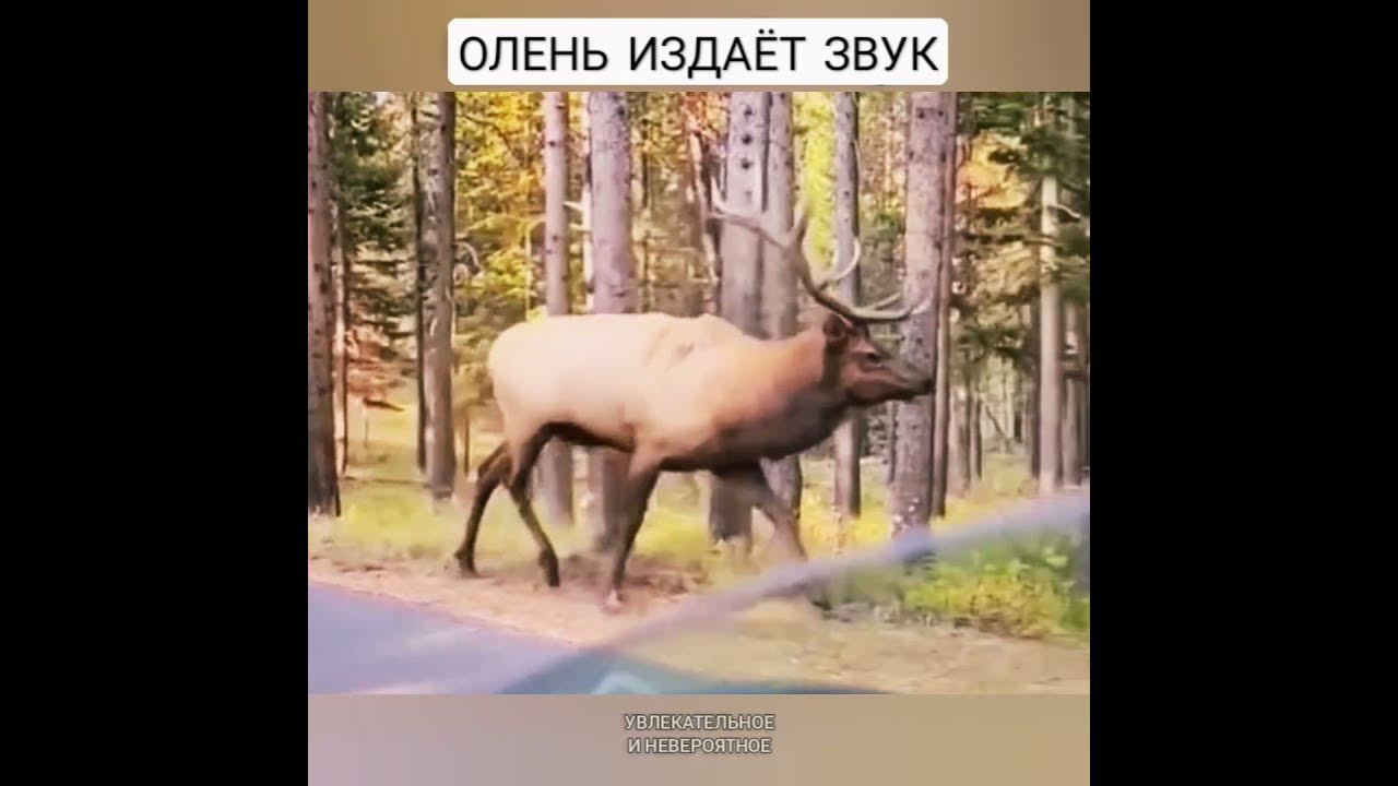 Звуки лося слушать