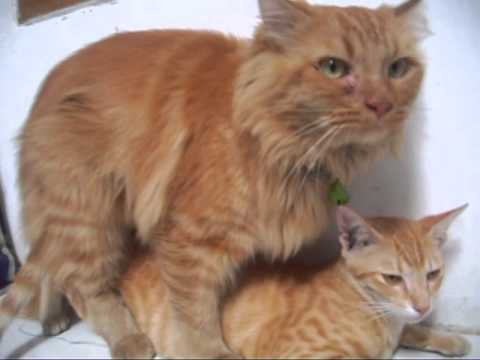 Kucing Persia Kawin ( Persian Cats Mating ) - YouTube