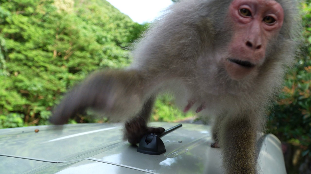 "Неожиданная связь": Мое сердце было похищено обезьянами Якушимы! Вы не поверите, что произошло даль