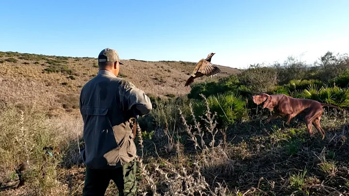 chasse perdrix et lievre au maroc / صيد الحجل والارنب بالمغرب