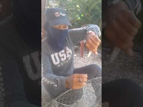 umpan ketam