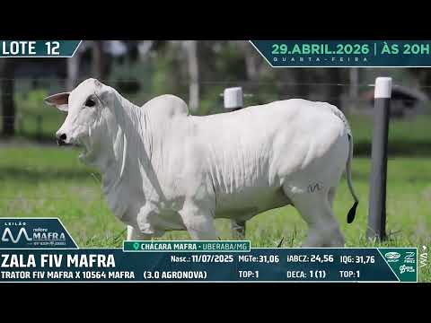 LOTE 12