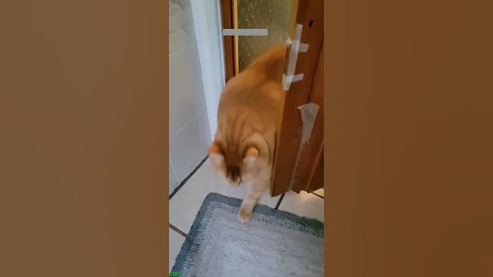 Video 11482221: cat dog funny compilation, funny cat talking, funny cat live, cute cat