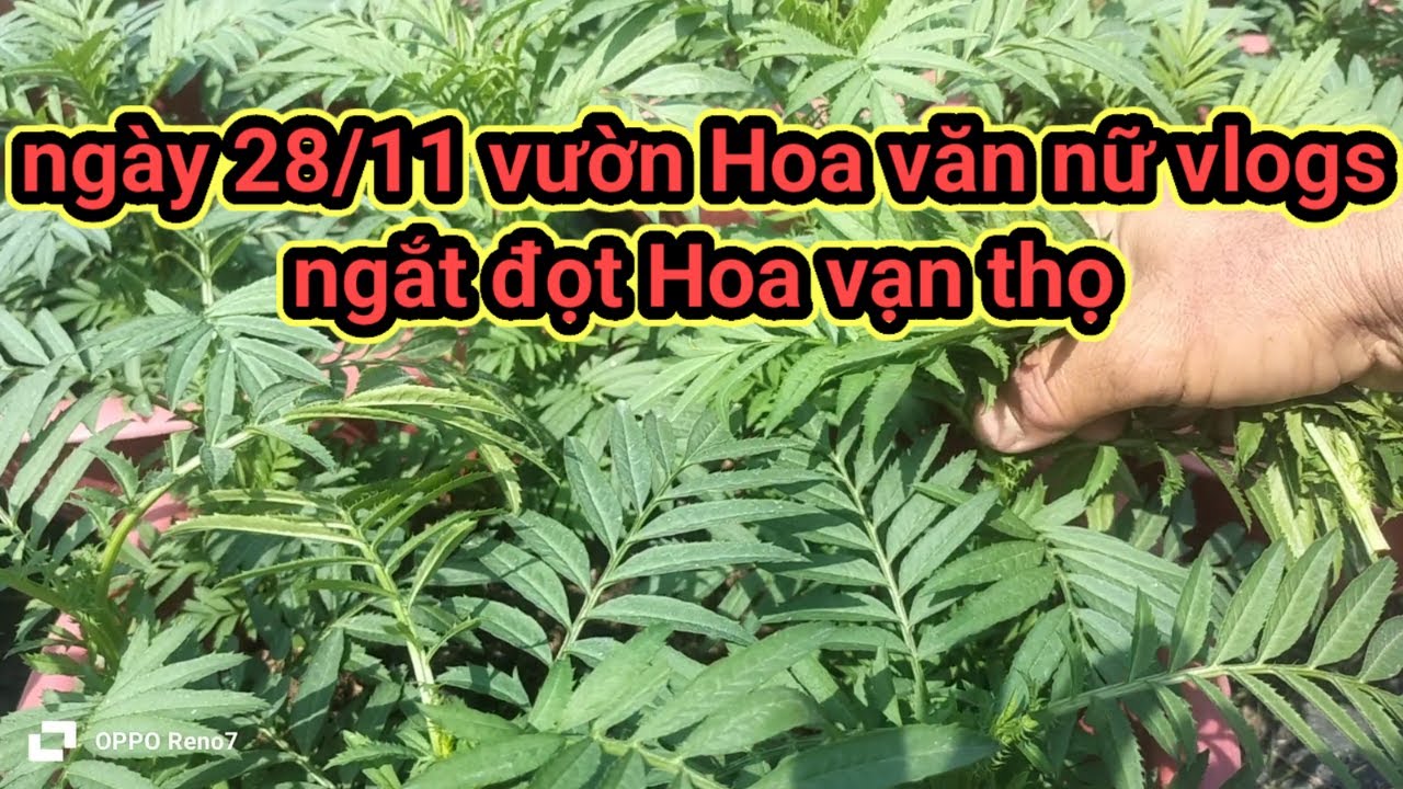 ngày 28 tháng 11 ngắt đọt Hoa vạn thọ vườn Hoa văn Nữ Vlogs tết 2026