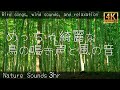 めっちゃ綺麗な鳥のさえずりと風の音 自然音 鳥の鳴き声に癒される Nature Sounds 3hr Bird Song 作業 集中 睡眠 リラックス 4K映像 めっちゃ綺麗な鳥のさえずりと風の音 自然音 鳥の鳴き声に癒される Nature Sounds 3hr Bird Song 作業 集中 睡眠 リラックス 4K映像