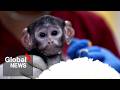 Yuji the baby monkey and his stuffy capture hearts and social media attention