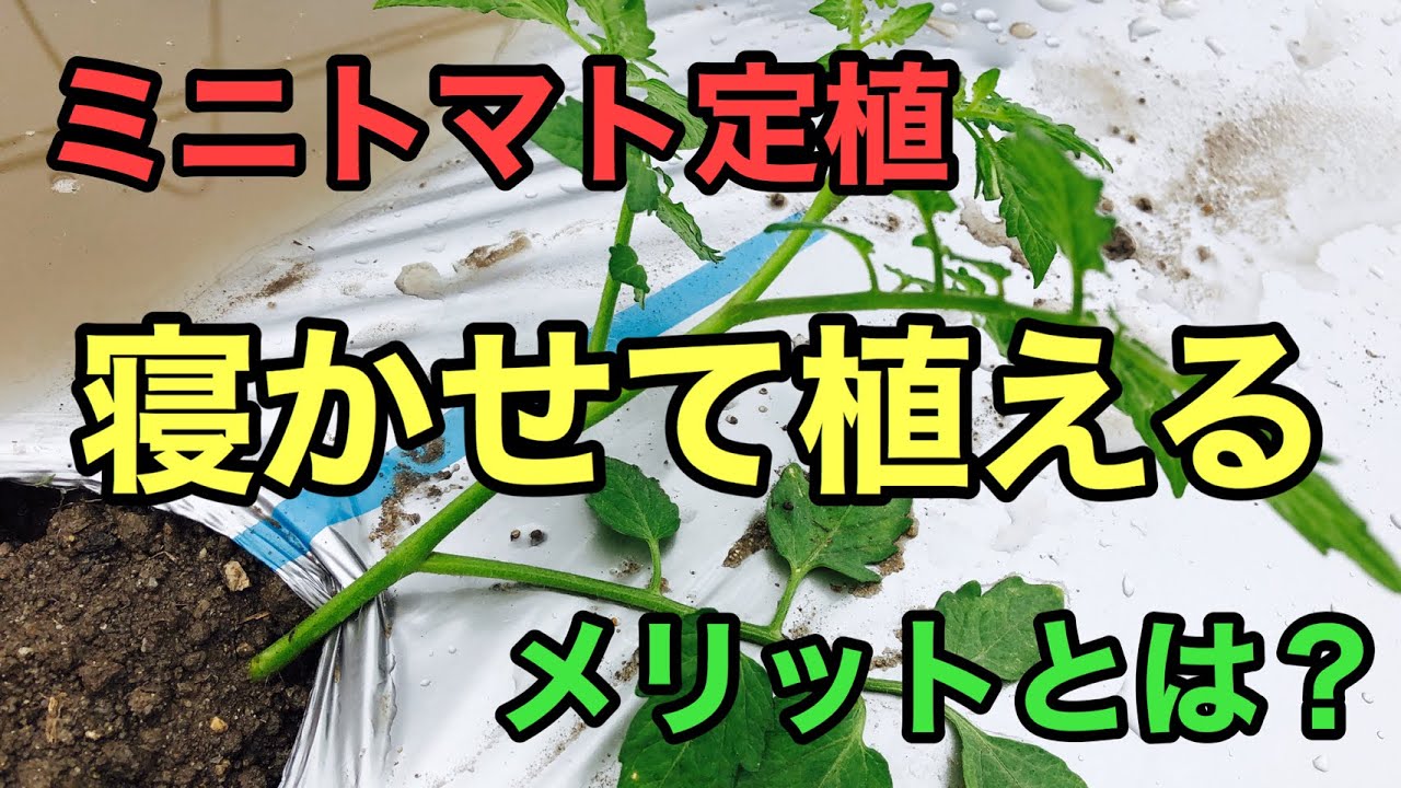 ミニトマトの定植 寝かせて植える メリット Youtube