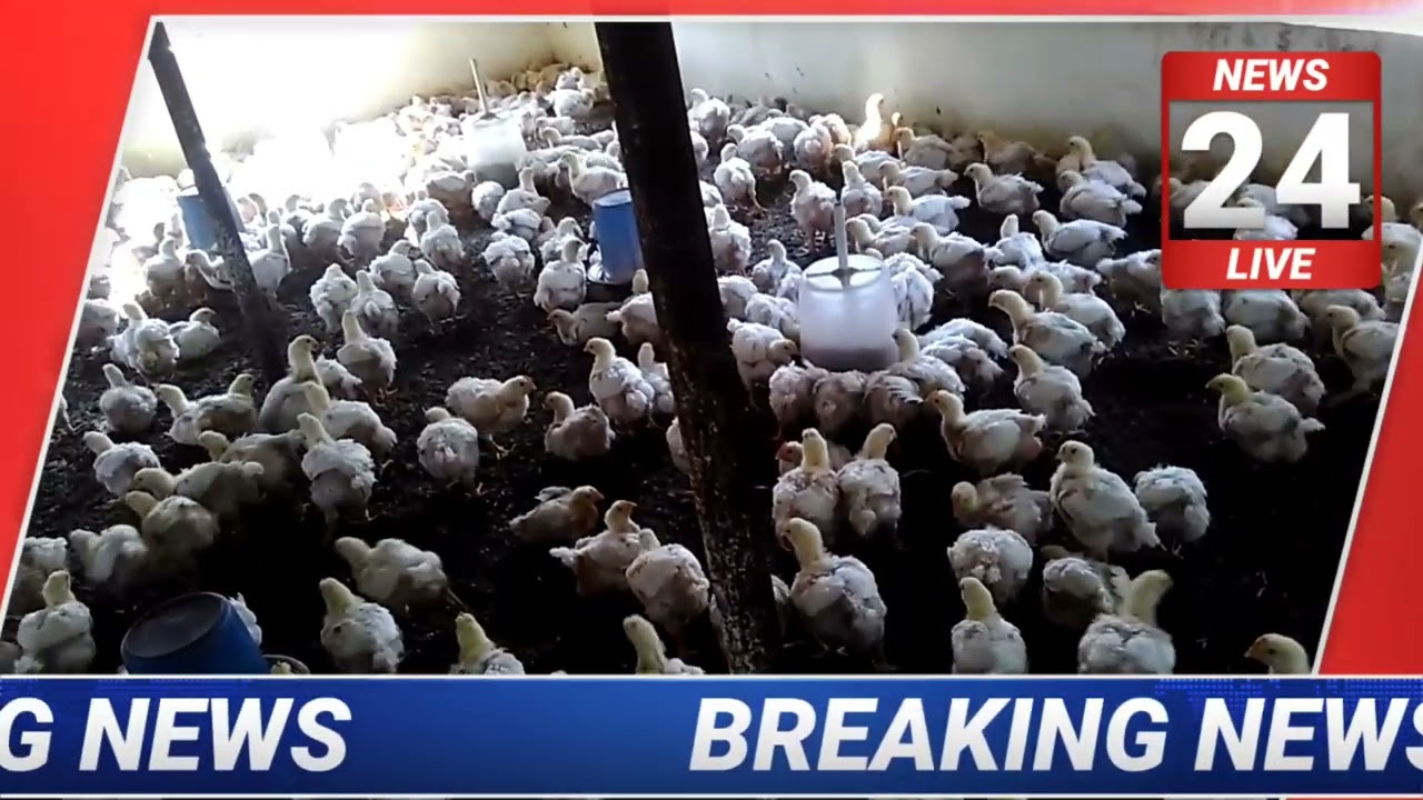 11 march| Poultry rate today | aaj ka thok murga mandi rates | broiler chicken faram rate 