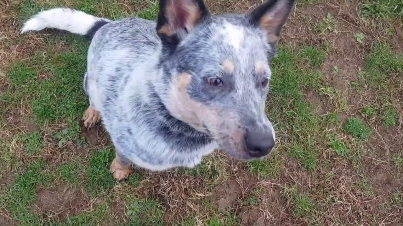 cattle dog nipping