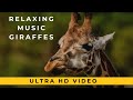 Beautiful Relaxing Music - Animals &amp; Nature Scenery - Giraffes Close Ups - Best of Giraffes Videos