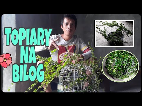 Video: Paano Gumawa Ng Cotton Pads Topiary