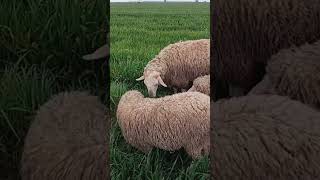 Meri̇nos Koyunu Neden Kazandiriyor ?? Çiftliği Ilık Öy