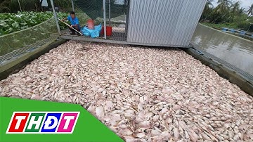 Cần Thơ: Cá điêu hồng chết hàng loạt chưa rõ nguyên nhân | THDT