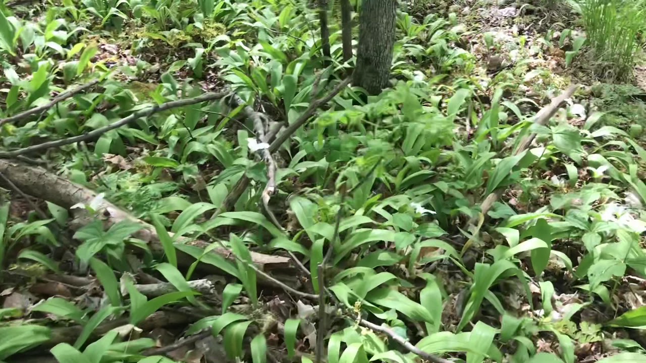 Picking Wild Leeks YouTube