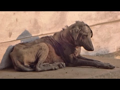 Dog's skin was turning to gravel, now gorgeous after rescue from mange.